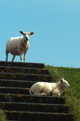 Mouton; race Téxel; agneau