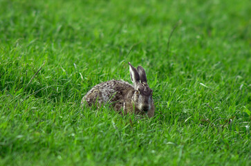 Lièvre d'Europe, Lièvre brun, Lepus europaeus