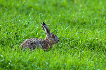 Lièvre d'Europe, Lièvre brun, Lepus europaeus