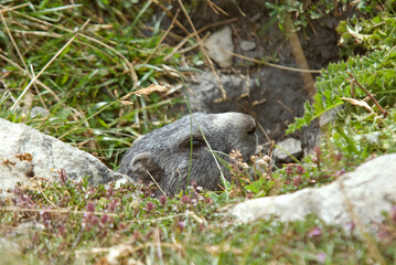 Naklejka na ściany i meble Marmotte des alpes, Marmota marmota
