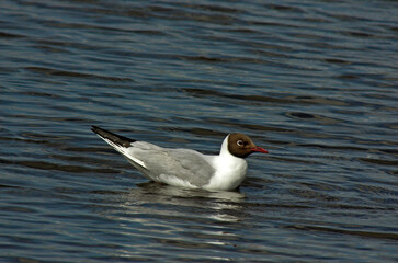 Mouette rieuse,.Chroicocephalus ridibundus, Black headed Gull