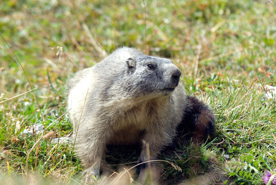 Marmotte des alpes,  Marmota marmota