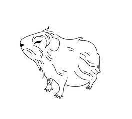 Vector isolated one single shaggy guinea pig side view  colorless black and white contour line easy drawing