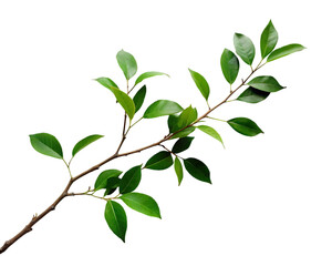 Obraz premium Oregano that has been dried isolated on transparent background