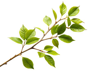 Naklejka premium Oregano that has been dried isolated on transparent background