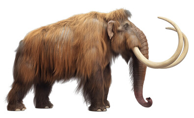 Obraz premium Mammoth With Tusks, Legacy of the Woolly Mammoth through Art and Design PNG Cutout Sticker. Isolated. 