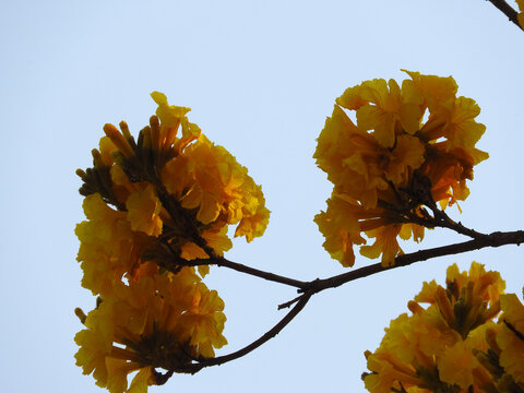racimos de flores de lapacho amarillo