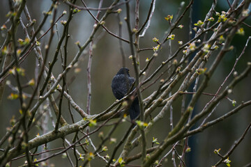 Amsel auf einem Ast