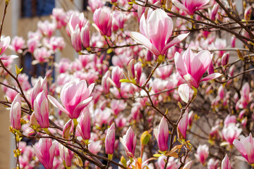 large pink flowers of magnolia soulangeana tree in full bloom. beautiful closeup background on a sunny day in spring - 776050382