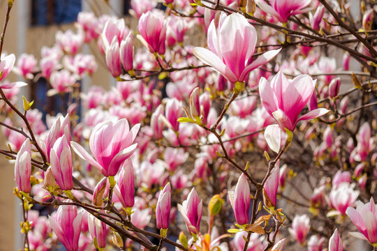 large pink flowers of magnolia soulangeana tree in full bloom. beautiful closeup background on a sunny day in spring