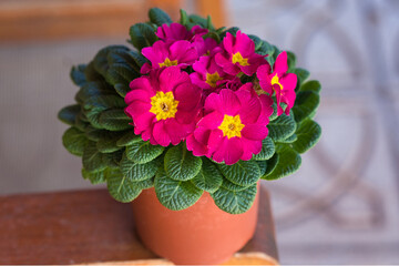 pink petals and yellow pistils and very green leaves
