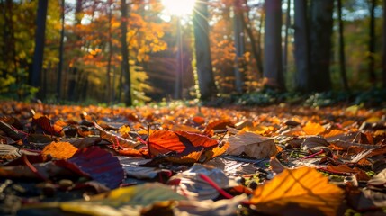 A forest floor covered in autumn leaves