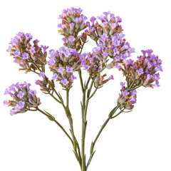 Purple flowers in vase on Transparent Background