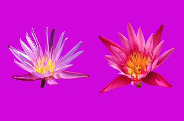 Closeup, Beautiful flower blossom blooming lotus pink and white color isolated on pure violet background for stock photo, summer flowers, floral for meditation, plants