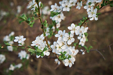 Cherry blossoms on a spring day. Close-up. Selective focus