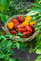 Sweet pepper harvest in the garden. Selective focus.