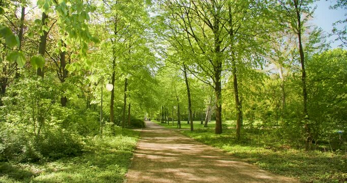 4K video clip of a tree lined path through The Tiergarten, Berlin, Germany.