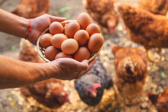Homemade chicken eggs are held by a farmer in his hands. Selective focus. - Powered by Adobe