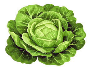 Leafy greens iceberg lettuce  isolated on a a transparent background.  Vegan food concept. Iceberg lettuce  PNG  element for design, banner, print