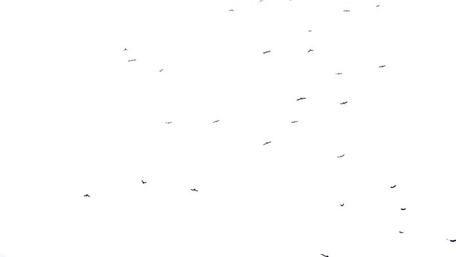 Slow motion A flock of black crows flies from bottom to top on a white background. Wild birds. Chroma key. Mask