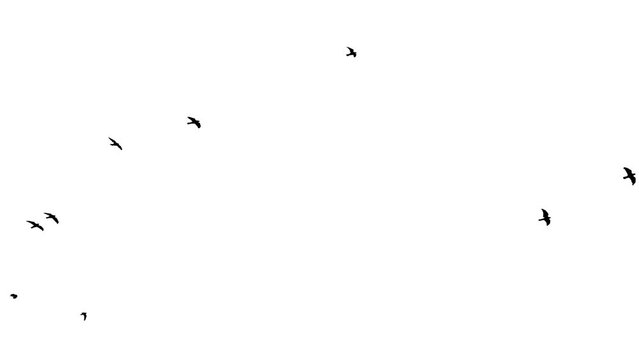 Slow motion Flock of black Crows flies from left to right and up on a white background. Wild birds. Chroma key. Mask. Seamless. Close up