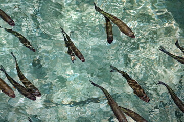 Fische in einem See