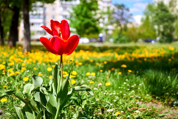 Opened head of a red tulip with stamens on a meadow in a city park
