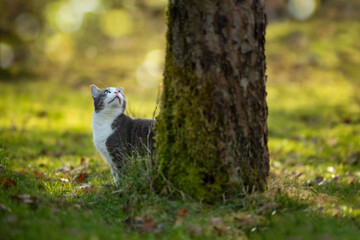 Cat under a tree in autumn nature - 776068141