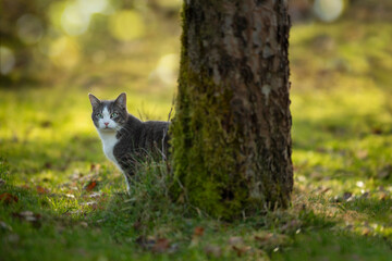 Cat under a tree in autumn nature - 776068160