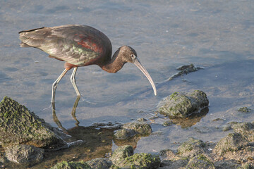 Ibis looking for food in the river - 776068574
