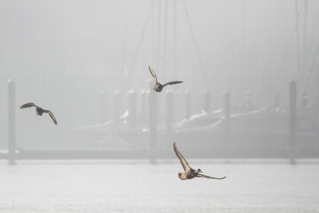 Wild ducks in a foggy morning