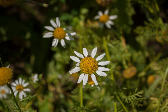 anacyclus officinarium Hayne