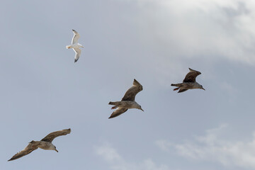 Seagulls in flight - 776068729