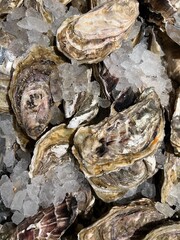 Close up photo of oysters