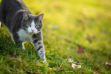 Young tabby cat in a spring meadow - 776069144