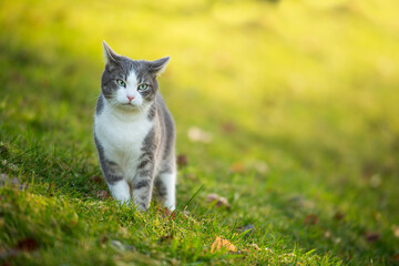 Young tabby cat in a spring meadow - 776069567