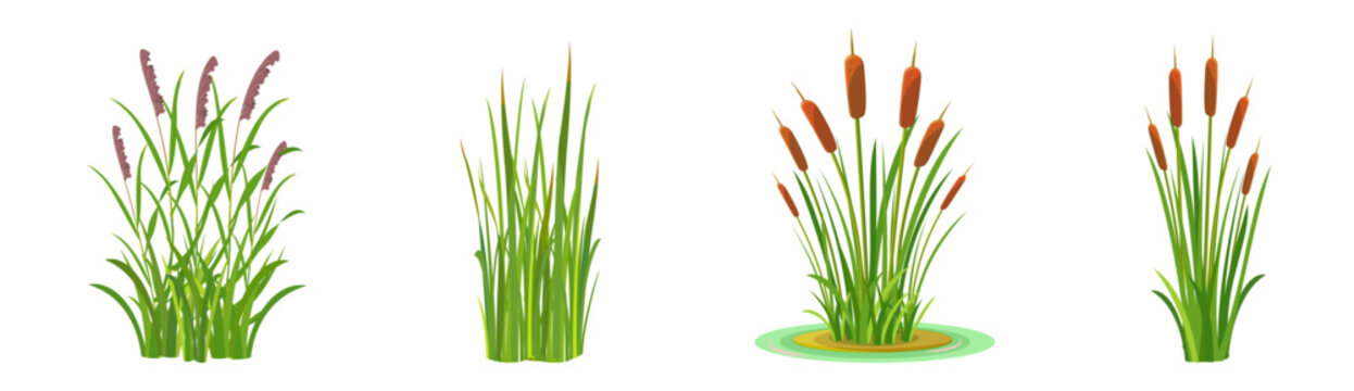 Elements of grass and cattail with reeds on a white background. Tall aquatic vegetation.