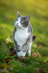 Young tabby cat in a spring meadow - 776069757