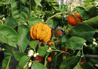 Bitter orange, or Citrus Aurantium fruit, on plant ina greenhouse. It is used for perfume,...