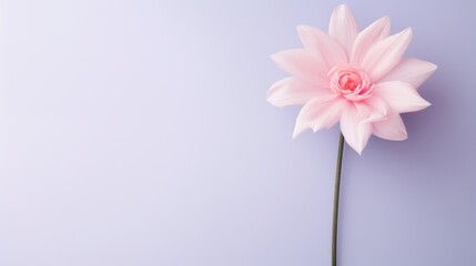 Elegant Single Flower - Minimalist Pastel