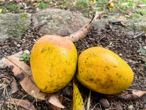 Hermosos Mango colombiano recien caigo del &aacute;rbol