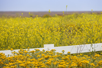 Field of yellow wildflowers and white fence - obrazy, fototapety, plakaty