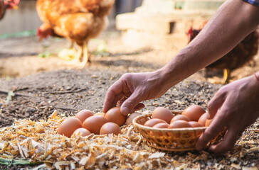 Homemade chicken eggs are held by a farmer in his hands. Selective focus.