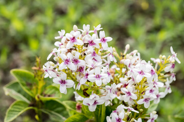 Beautiful pseuderanthemum reticulatum flowers.