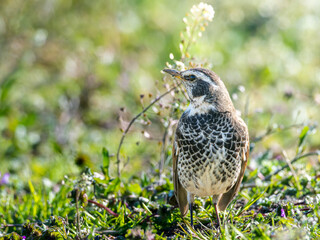 地面を歩くツグミ