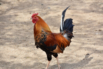 Farm with a Strutting Rooster with Silky Feathers