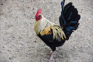 Lovely Golden Rooster with a Red Crown