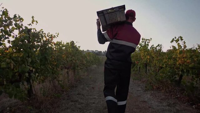 Grape picker in uniform shouldered and carries 
