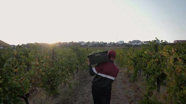 Winery field worker moves between rows of grape