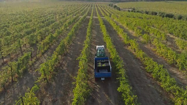 Tractor with boxes of grapes driving between rows